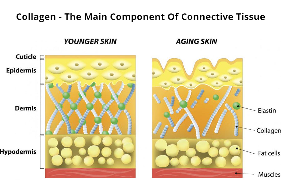 Collagen – Hair Building Blocks?