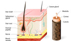 The Anatomy Of The Hair Follicle
